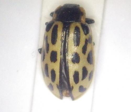 Chrysomela vigintipunctata